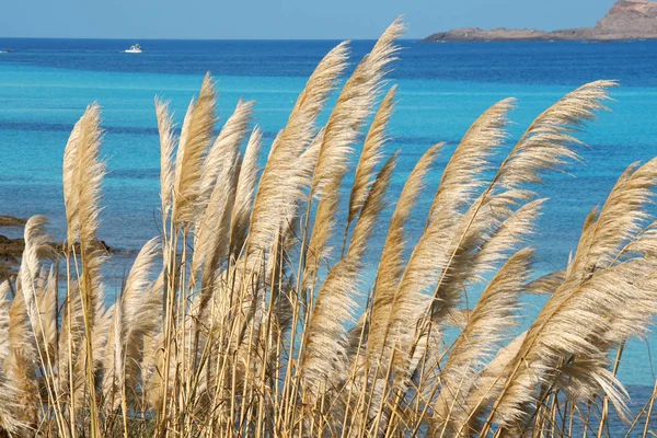 Pelosa Strandtól Isola Piana Stintino Sassari Nothern Sardinia Olaszország — Stock Fotó