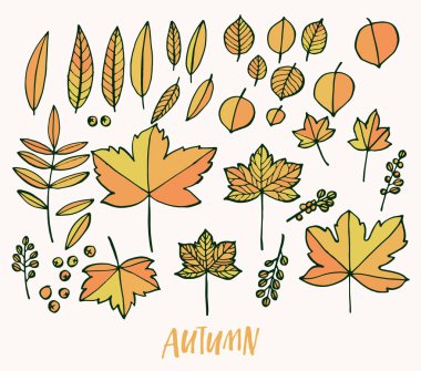 Resimde yaprak. Beyaz arka plan üzerinde izole.