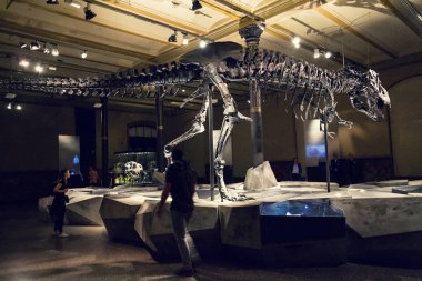 Berlin, Almanya - 16 Mayıs 2018: Tristan Otto Tyrannosaurus rex iskeletini Müzesi kürk 16 Mayıs 2018 üzerinde Naturkunde, Berlin, Almanya - Doğal Tarih Müzesindeki.