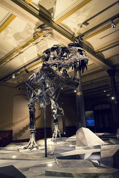 Berlin Deutschland Mai 2018 Tristan Otto Tyrannosaurus Rex Skelett Naturhistorischen — Stockfoto