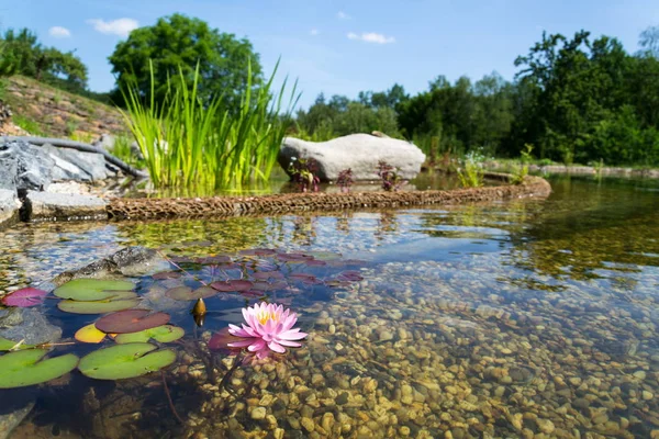 Красивые Растения Лилии Воды Используемые Естественном Бассейне Фильтрации Очистки Воды — стоковое фото