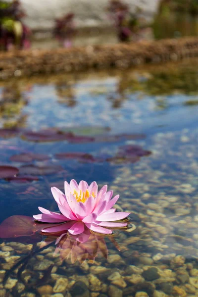 Lindas Plantas Lírio Água Usadas Piscina Natural Para Filtrar Purificar — Fotografia de Stock