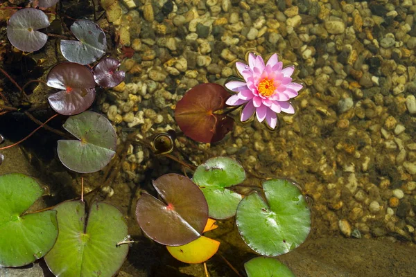 Lírio Água Rosa Bonito Detalhe Flor Plantas Usadas Piscina Natural — Fotografia de Stock