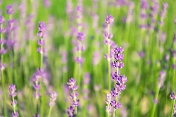 Lavanda Lavandula Floração Planta Roxo Campo Verde Foco Suave Luz — Fotografia de Stock