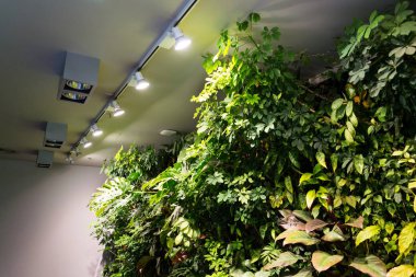 Yaşam yeşil duvar kapalı yapay aydınlatma altında dikey bahçe çiçek ve bitki, ile