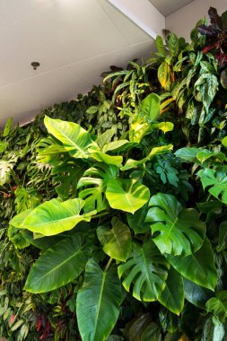 Yaşam yeşil duvar kapalı yapay aydınlatma altında dikey bahçe çiçek ve bitki, ile