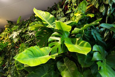 Yaşam yeşil duvar kapalı yapay aydınlatma altında dikey bahçe çiçek ve bitki, ile