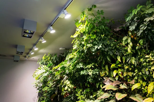 Yaşam yeşil duvar kapalı yapay aydınlatma altında dikey bahçe çiçek ve bitki, ile