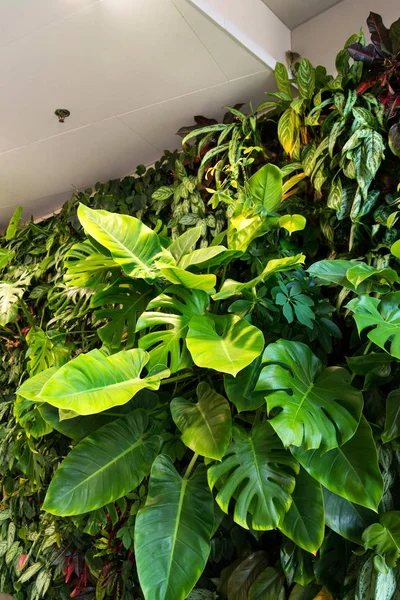 Yaşam yeşil duvar kapalı yapay aydınlatma altında dikey bahçe çiçek ve bitki, ile