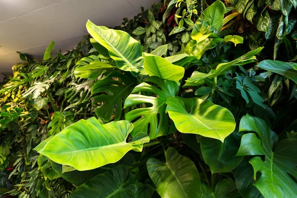 Yaşam yeşil duvar kapalı yapay aydınlatma altında dikey bahçe çiçek ve bitki, ile