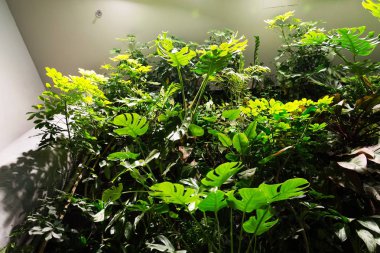 Yeşil duvar çiçek ve bitki altında yapay aydınlatma ile kapalı, dikey bahçe