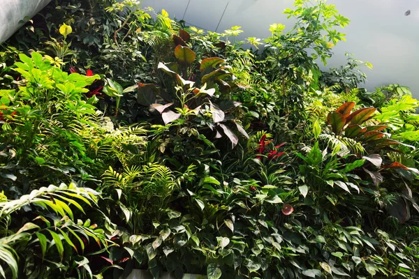 Giardino Verticale Interno Parete Verde Vivente Con Fiori Piante Sotto — Foto Stock