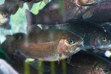 Canlı balık gökkuşağı alabalık, Oncorhynchus mykiss, akvaryum Yüzme 