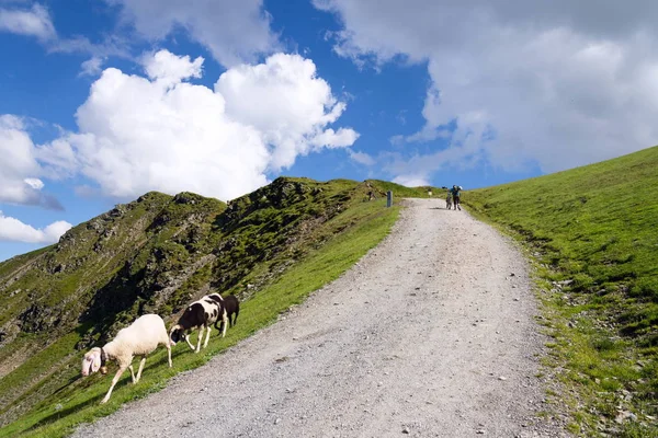Dağ bisikletçileri itme bisikleti koyun ön planda, Saalbach-Hinterglemm, Avusturya ile Schattberg Batı teleferik istasyonunda iz Hacklberg çıkarım için