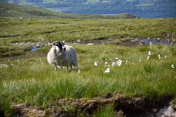 Pecora Blackface Scozzese Con Idilliaco Paesaggio Montano Estivo Highlands Scozia — Foto Stock