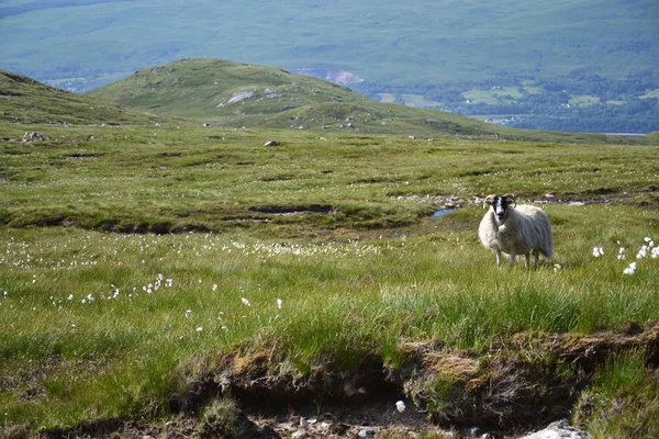Skoç Siyah Yüz Koyun Pastoral Yaz Dağları Ile Manzara Yaylaları — Stok fotoğraf
