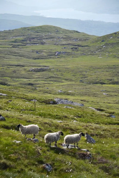 Scottish Blackface Sheep Idyllic Summer Mountains Landscape Highlands Scotland United — Stock Photo, Image