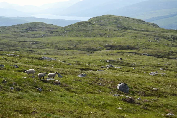 Skoç Siyah Yüz Koyun Pastoral Yaz Dağları Ile Manzara Yaylaları — Stok fotoğraf