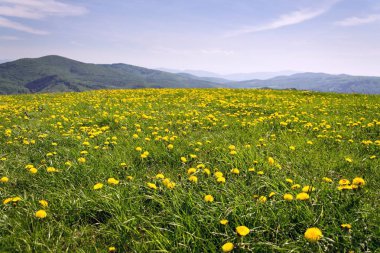 Güzel yaz çiçeklenme ile sarı manzara dandelions, beyaz Karpatlar arka plan, Çek ve Slovak Cumhuriyetleri, güneşli bir gün, mavi gökyüzü temizleyin