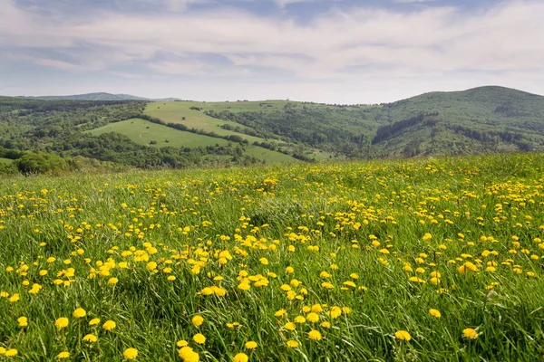 Piękne Lato Krajobraz Kwitnących Żółty Mniszek Białych Karpat Tle Republiki — Zdjęcie stockowe