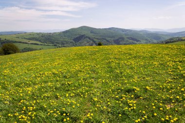 Güzel yaz çiçeklenme ile sarı manzara dandelions, beyaz Karpatlar arka plan, Çek ve Slovak Cumhuriyetleri, güneşli bir gün, mavi gökyüzü temizleyin