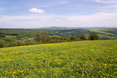 Güzel yaz çiçeklenme ile sarı manzara dandelions, beyaz Karpatlar arka plan, Çek ve Slovak Cumhuriyetleri, güneşli bir gün, mavi gökyüzü temizleyin