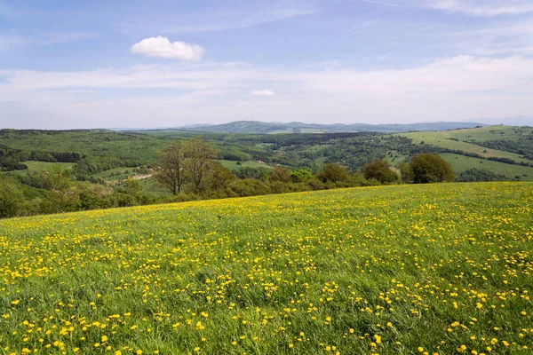 Vacker Sommar Landskap Med Blommande Gula Maskrosor Vit Karpaterna Bakgrunden — Stockfoto