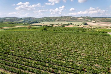 Güzel üzüm peyzaj üzüm ile hazır hasat için güneşli sonbahar günü, Güney Moravia, Çek Cumhuriyeti, havadan görünümü