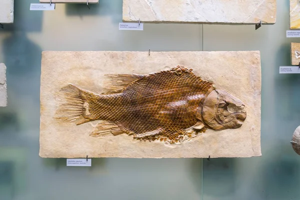 Βερολίνο Γερμανία Μαΐου 2018 Lepidotes Maximus Ψάρια Απολιθωμένο Σκελετό Στις — Φωτογραφία Αρχείου