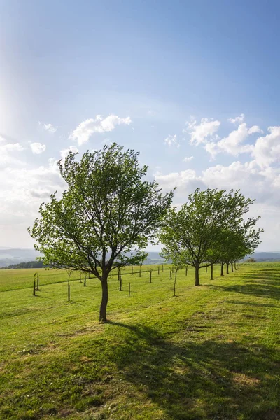 Árvores Fruto Belo Pomar Tradicional Verde Agricultura Orgânica Dia Ensolarado — Fotografia de Stock