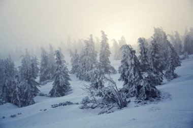 Ağaçların dalları altında kar ve hoarfrost güzel karlı sisli kış manzara, Elbe Vadisi yakınındaki Elbe Nehri bahar, Krkonose Mountains, Çek Cumhuriyeti, dondurucu hava tahmini kavramı içinde ağırlık bükülmüş