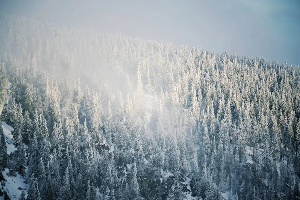 Trees branches bent under weight of snow and hoarfrost in beautiful snowy foggy winter landscape, Elbe valley near Elbe river spring, Krkonose Mountains, Czech Republic, freezing weather forecast concept