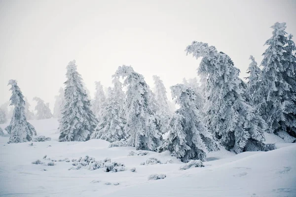 美しい雪霧冬の風景 エルベ川春 クルコノシェ山脈 チェコ共和国 凍結天気予報概念近くエルベ渓谷の樹氷と雪の重みで木の枝が曲がっています — ストック写真
