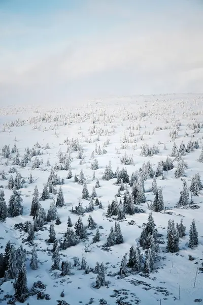 Árboles Ramas Dobladas Bajo Peso Nieve Las Heladas Hermoso Paisaje —  Fotos de Stock