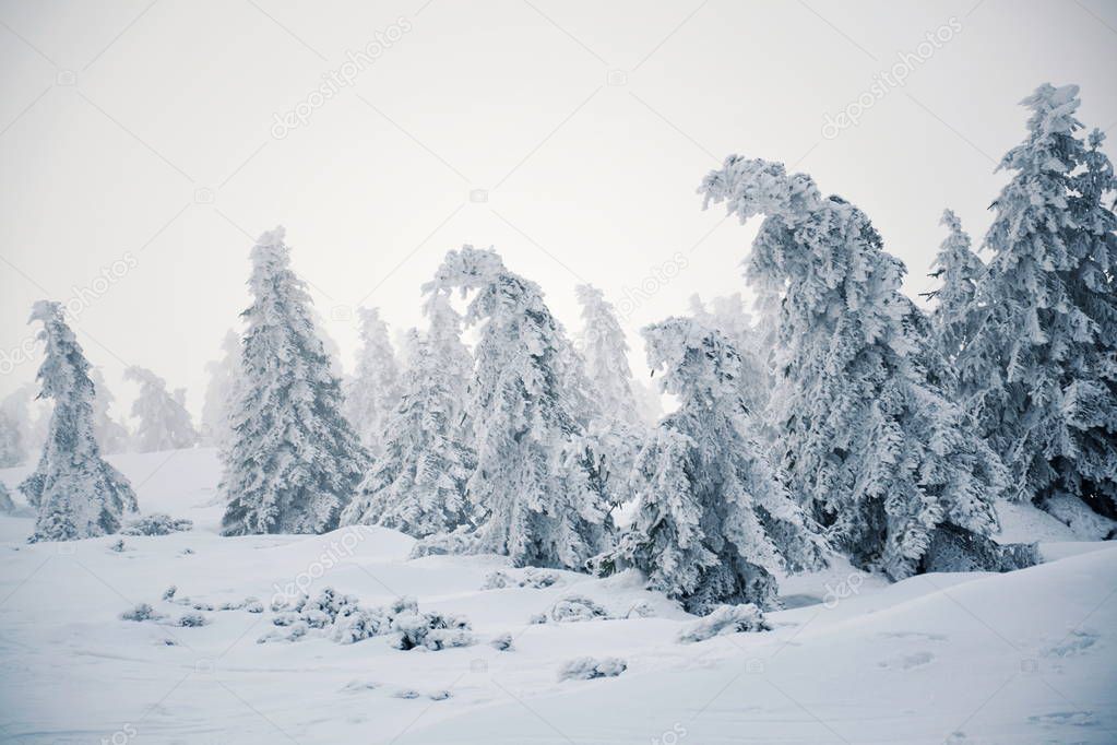 Trees branches bent under weight of snow and hoarfrost in beautiful snowy foggy winter landscape, Elbe valley near Elbe river spring, Krkonose Mountains, Czech Republic, freezing weather forecast concept