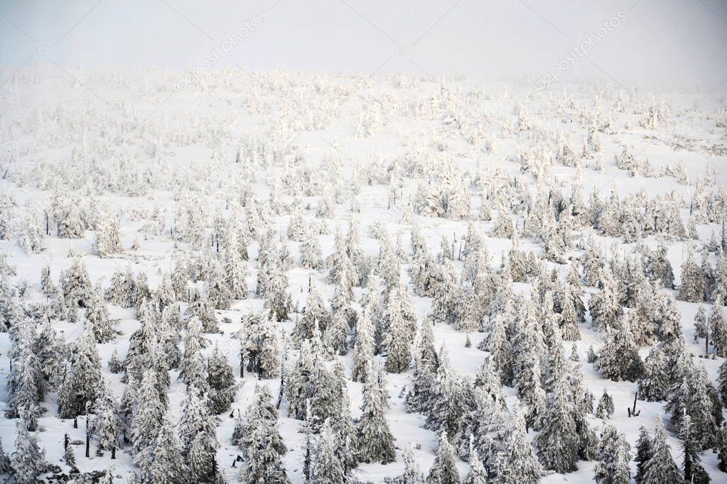 Trees branches bent under weight of snow and hoarfrost in beautiful snowy foggy winter landscape, Elbe valley near Elbe river spring, Krkonose Mountains, Czech Republic, freezing weather forecast concept