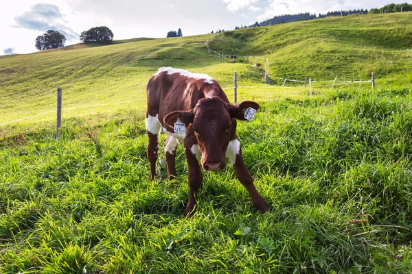 Pascolo Mucca Sul Bellissimo Prato Verde Alpi Estate Giornata Sole — Foto Stock