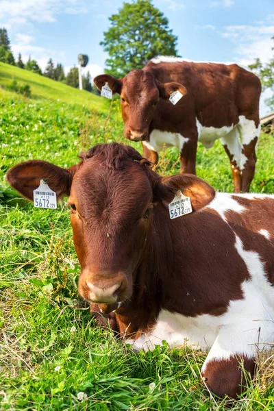 Pascolo Mucca Sul Bellissimo Prato Verde Alpi Estate Giornata Sole — Foto Stock