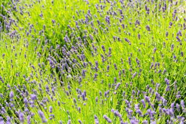 Lavanta lavandula Mor çiçekli bitki yeşil alanı, güneş ışığı yumuşak odak, bulanıklık arka plan kopya alanı