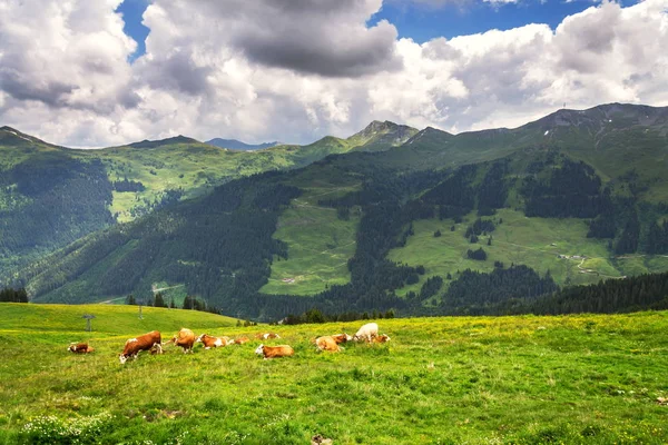 Herd Cows Pasture Beautiful Green Alps Mountain Meadow Summer Day Stockfoto