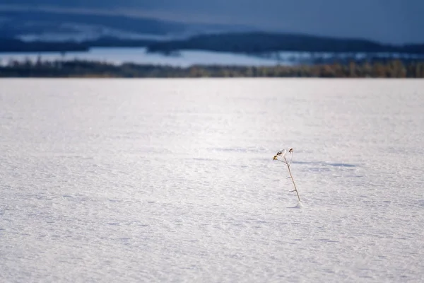 Small Plant Passing Snow Beautiful Sunny Winter Landscape Freezing Weather — Stock Photo, Image