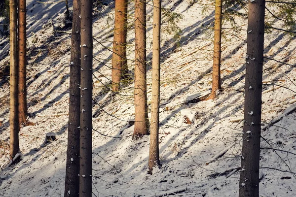 Spruce tree trunks peaceful background, sunny winter day, snowy landscape, copy space