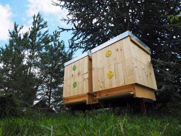 在阳光明媚的日子里 蜜蜂飞入两个木蜂箱 — 图库照片