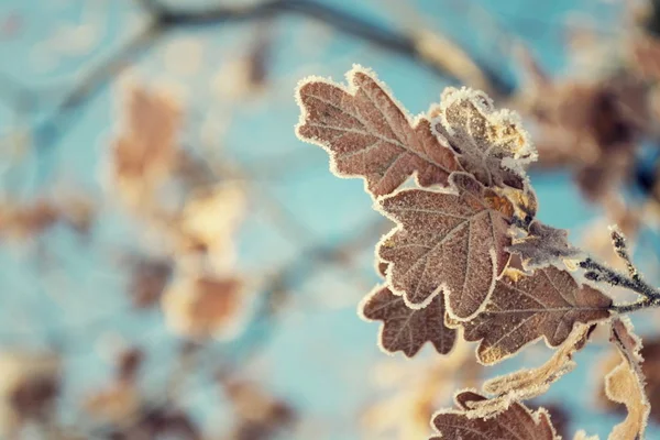 Schöne Frostige Eiche Blätter Friedlichen Sonnigen Wintertag Vor Klarem Blauen — Stockfoto