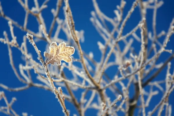 Schöne Frostige Eiche Blätter Friedlichen Sonnigen Wintertag Vor Klarem Blauen — Stockfoto