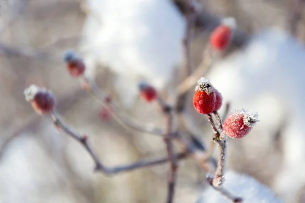 Schöne Frostige Rote Hüften Wilder Hundsrose Friedlicher Sonniger Wintertag Vor — Stockfoto