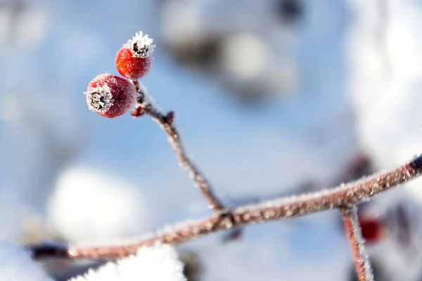 Belos Quadris Vermelhos Gelados Cão Selvagem Subiu Dia Inverno Ensolarado — Fotografia de Stock