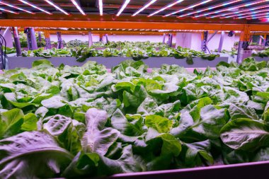 Aquaponics sistemi, balık yetiştiriciliği ile hidroponik leri bir araya getirerek, yapay aydınlatma altında suda marul bitkisi yetiştiriyor