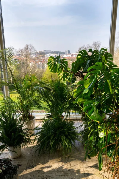 Verschiedene Grüne Pflanzen Wintergarten Modernes Atrium Sonniger Frühlingstag Klarer Blauer — Stockfoto