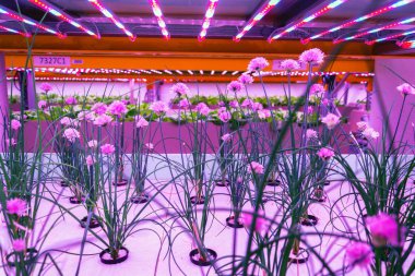 Aquaponics sisteminde frenk soğanı, su ürünleri yetiştiriciliği ile su ürünleri, yapay aydınlatma altında suda bitki yetiştirme, Allium schoenoprasum
